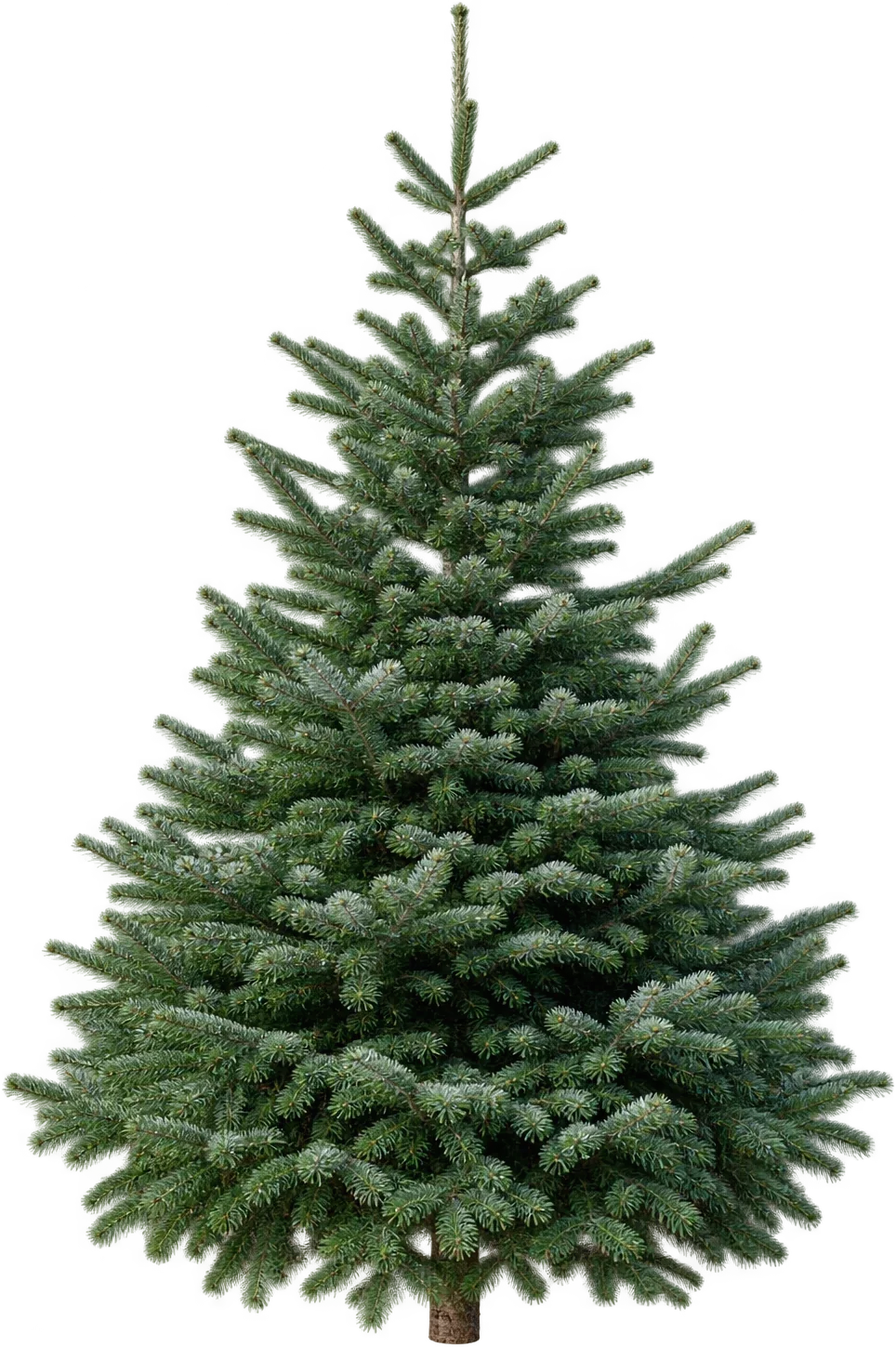 A tall statement Nordmann Fir