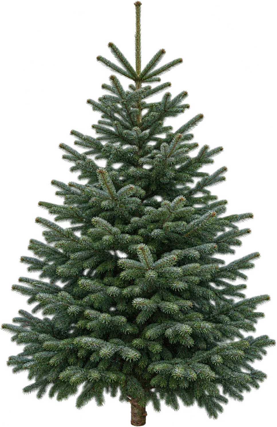 A full freshly cut Nordmann Fir