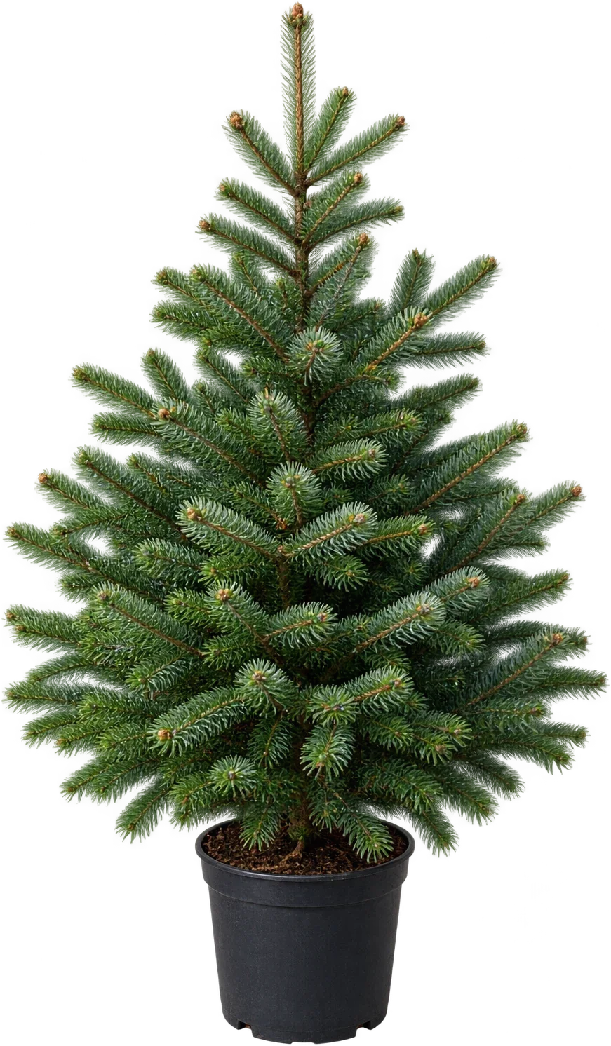 A small potted Nordmann Fir